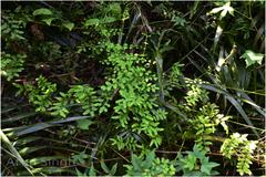 Lygodium microphyllum